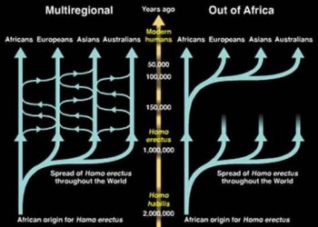 Figure 1: The “Out of Africa” hypothesis and the “multiregional theory”. By following the relatedness of modern humans the most common recent ancestor can be assessed (electrobleme 2017).